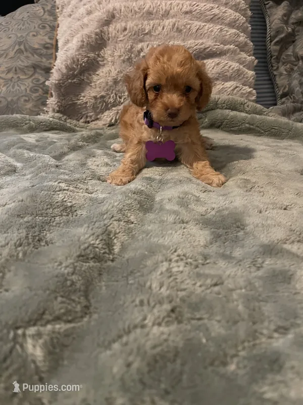 No name yet yet – Poodle - Toy  puppy for sale in Tulare, CA