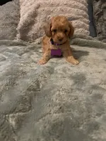 No name yet yet, a female Poodle - Toy  for sale in Tulare, CA – 1 of 10