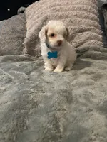 No name yet, a male Poodle - Toy  for sale in Tulare, CA – 8 of 10