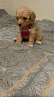 No name yet, a female Poodle - Toy  for sale in Tulare, CA – 4 of 9