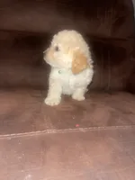 No name yet, a male Poodle - Toy  for sale in Tulare, CA – 4 of 10