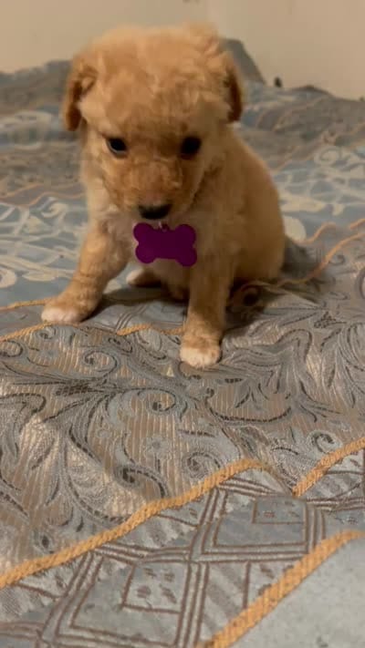 No name yet, a female Poodle - Toy  for sale in Tulare, CA – 6 of 6