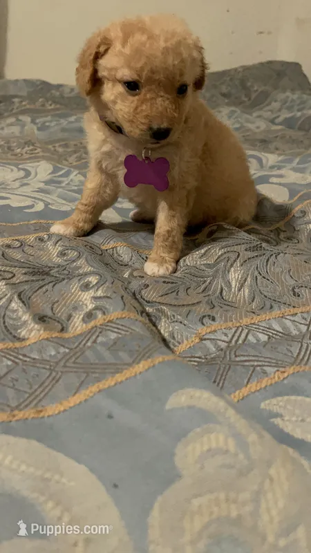 No name yet – Poodle - Toy  puppy for sale in Tulare, CA
