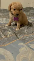 No name yet, a female Poodle - Toy  for sale in Tulare, CA – 1 of 6