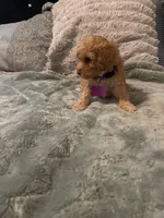 No name yet yet, a female Poodle - Toy  for sale in Tulare, CA – 9 of 10