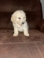 No name yet, a male Poodle - Toy  for sale in Tulare, CA – 3 of 10