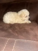 No name yet, a male Poodle - Toy  for sale in Tulare, CA – 3 of 10