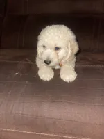 No name yet, a male Poodle - Toy  for sale in Tulare, CA – 9 of 10