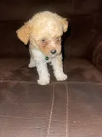 No name yet, a male Poodle - Toy  for sale in Tulare, CA – 9 of 9