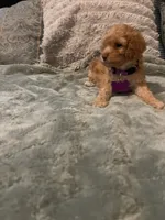 No name yet yet, a female Poodle - Toy  for sale in Tulare, CA – 3 of 10
