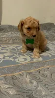 No name yet, a male Poodle - Toy  for sale in Tulare, CA – 6 of 9