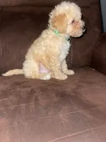  No name yet , a male Poodle - Toy  for sale in Tulare, CA – 2 of 6