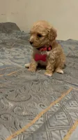 No name yet, a female Poodle - Toy  for sale in Tulare, CA – 6 of 9