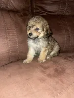 No name yet, a female Poodle - Toy  for sale in Tulare, CA – 6 of 8