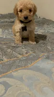 No name yet, a male Poodle - Toy  for sale in Tulare, CA – 2 of 3
