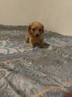 No name yet, a male Poodle - Toy  for sale in Tulare, CA – 5 of 9