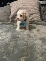 No name yet, a male Poodle - Toy  for sale in Tulare, CA – 4 of 10