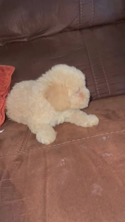No name yet, a male Poodle - Toy  for sale in Tulare, CA – 1 of 1