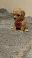 No name yet, a female Poodle - Toy  for sale in Tulare, CA – 7 of 9