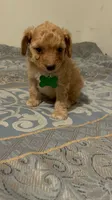 No name yet, a male Poodle - Toy  for sale in Tulare, CA – 8 of 9