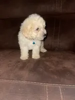 No name yet, a male Poodle - Toy  for sale in Tulare, CA – 2 of 10