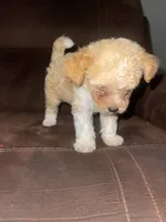 No name yet, a male Poodle - Toy  for sale in Tulare, CA – 8 of 9