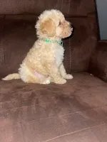  No name yet , a male Poodle - Toy  for sale in Tulare, CA – 3 of 6