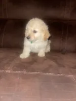No name yet, a male Poodle - Toy  for sale in Tulare, CA – 10 of 10