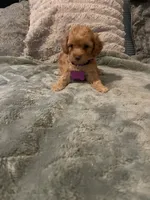 No name yet yet, a female Poodle - Toy  for sale in Tulare, CA – 8 of 10