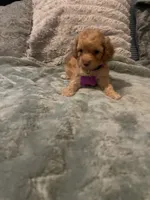 No name yet yet, a female Poodle - Toy  for sale in Tulare, CA – 7 of 10