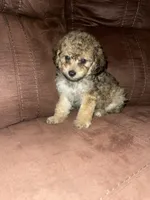 No name yet, a female Poodle - Toy  for sale in Tulare, CA – 5 of 8