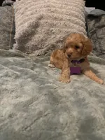 No name yet yet, a female Poodle - Toy  for sale in Tulare, CA – 6 of 10