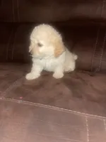No name yet, a male Poodle - Toy  for sale in Tulare, CA – 2 of 10