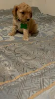 No name yet, a male Poodle - Toy  for sale in Tulare, CA – 4 of 9
