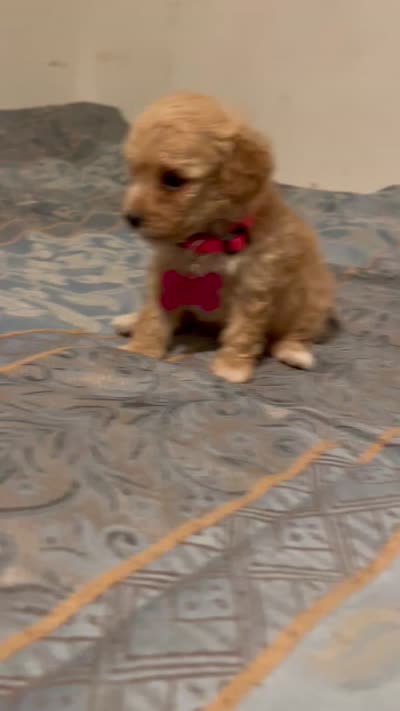 No name yet, a female Poodle - Toy  for sale in Tulare, CA – 9 of 9