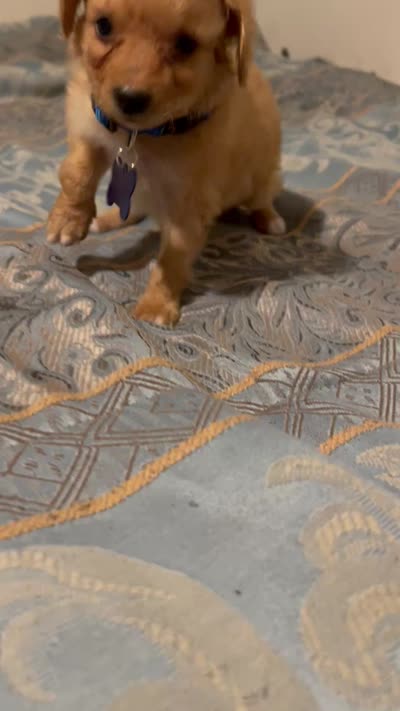 No name yet, a male Poodle - Toy  for sale in Tulare, CA – 3 of 3
