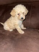  No name yet , a male Poodle - Toy  for sale in Tulare, CA – 4 of 6