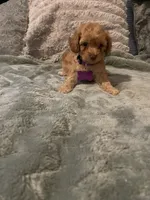 No name yet yet, a female Poodle - Toy  for sale in Tulare, CA – 4 of 10
