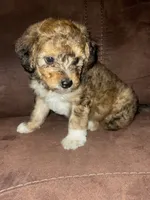 No name yet , a female Poodle - Toy  for sale in Tulare, CA – 4 of 10