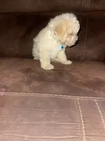 No name yet, a male Poodle - Toy  for sale in Tulare, CA – 6 of 10
