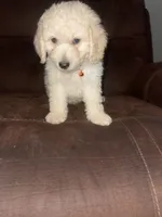 No name yet, a male Poodle - Toy  for sale in Tulare, CA – 4 of 10