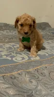 No name yet, a male Poodle - Toy  for sale in Tulare, CA – 7 of 9