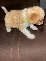 No name yet, a male Poodle - Toy  for sale in Tulare, CA – 7 of 9