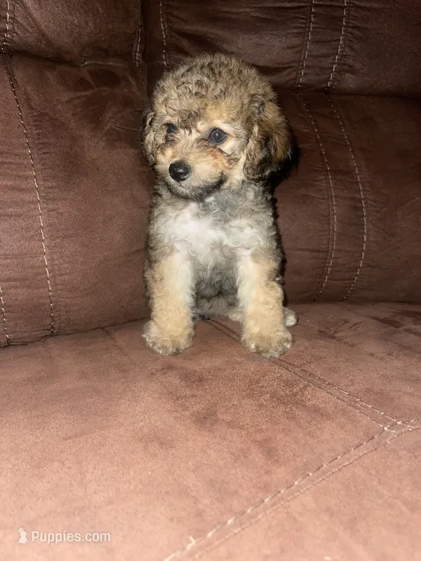No name yet – Poodle - Toy  puppy for sale in Tulare, CA