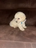No name yet, a male Poodle - Toy  for sale in Tulare, CA – 5 of 10