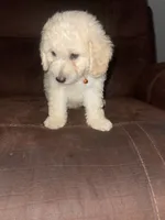 No name yet, a male Poodle - Toy  for sale in Tulare, CA – 2 of 10