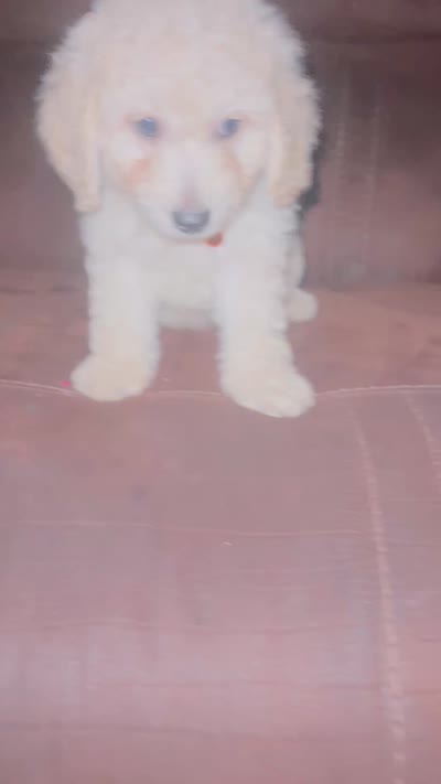 No name yet, a male Poodle - Toy  for sale in Tulare, CA – 8 of 10