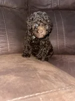 No name yet, a male Poodle - Toy  for sale in Tulare, CA – Photo 4 of 6