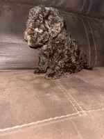 No name yet, a male Poodle - Toy  for sale in Tulare, CA – Photo 3 of 6