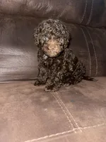 No name yet, a male Poodle - Toy  for sale in Tulare, CA – Photo 5 of 6